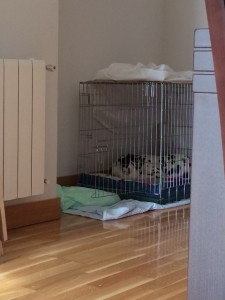 cachorro-dalmata-durmiendo-en-una-jaula