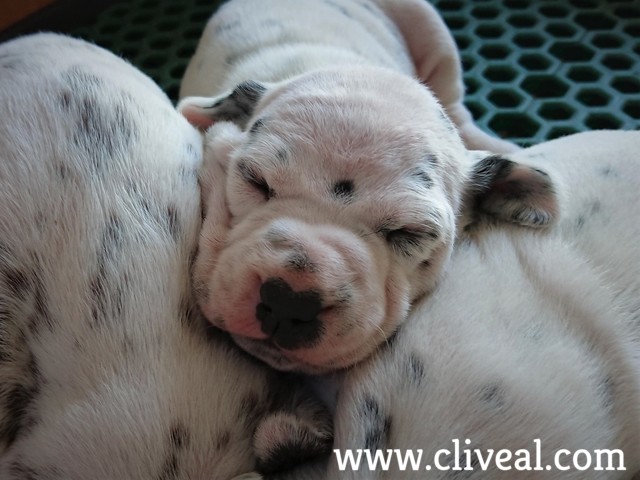 cachorro dalmata durmiendo