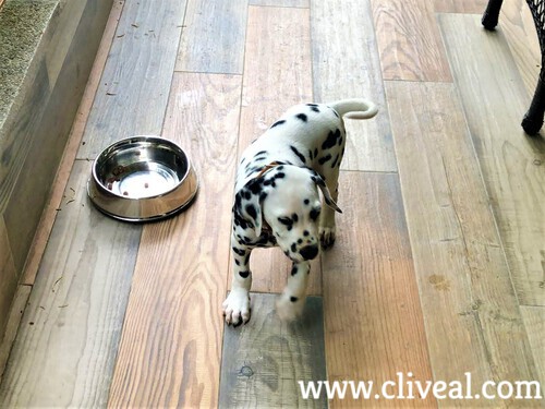 cachorro dalmata el escorial