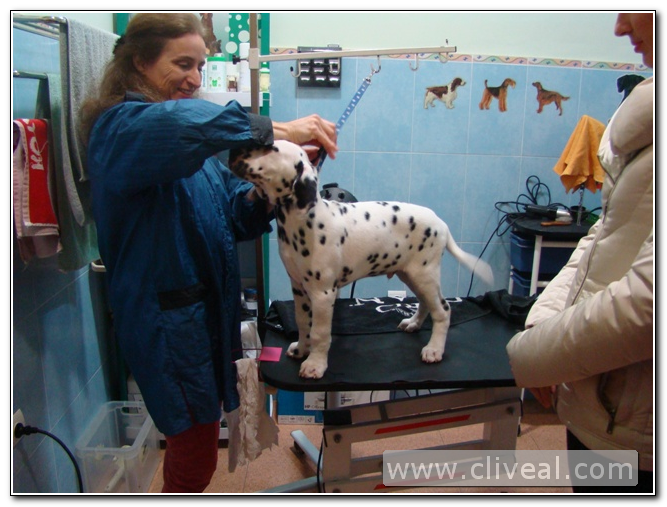 cachorro d´lamata en la peluqueria canina cliveal