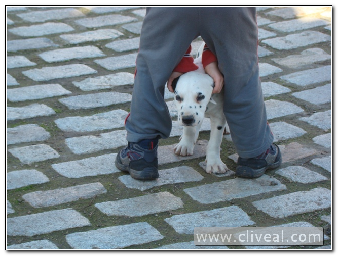 cachorro dálmata entre las piernas de un niño