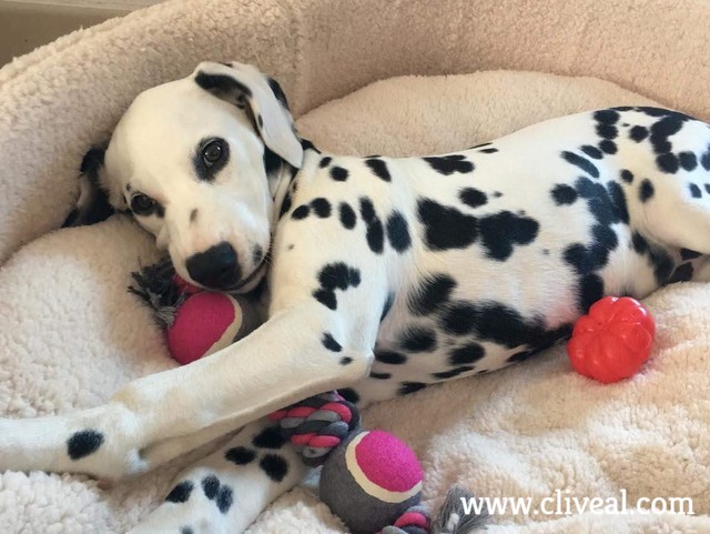 cachorro dalmata fuerteventura