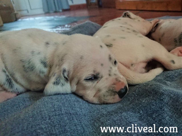 cachorro dalmata galicia