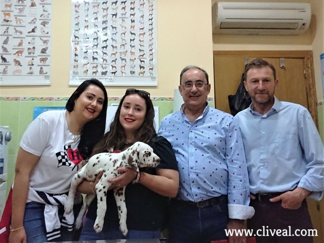 cachorro dalmata getafe