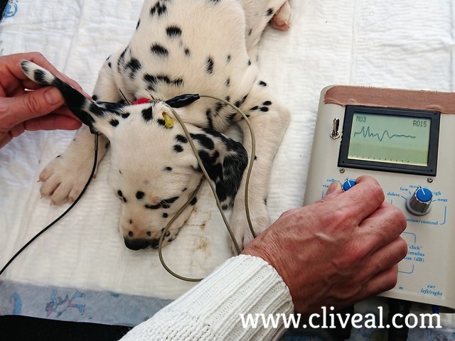cachorro dalmata haciendose test baer