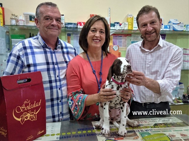 cachorro dalmata huesca