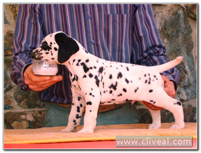 cachorro dalmata index de cliveal