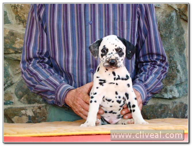 cachorro dalmata index de cliveal