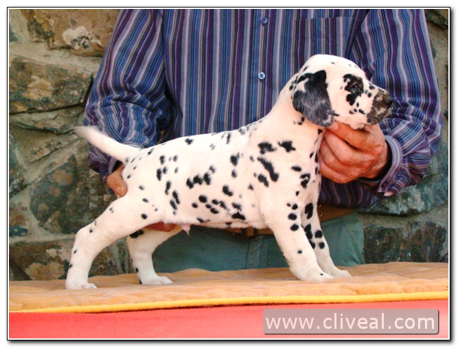 cachorro dalmata index de cliveal