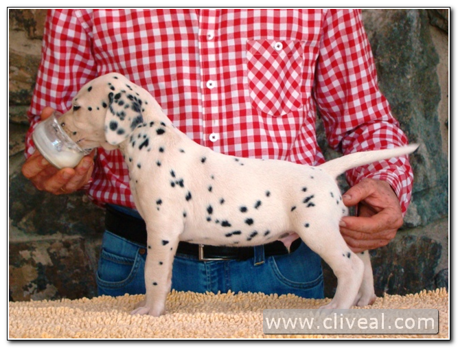 cachorro dalmata involucrum de cliveal 1