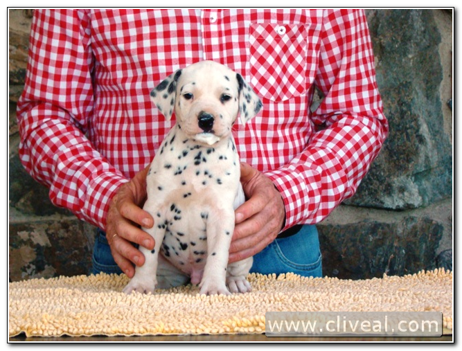 cachorro dalmata involucrum de cliveal 2