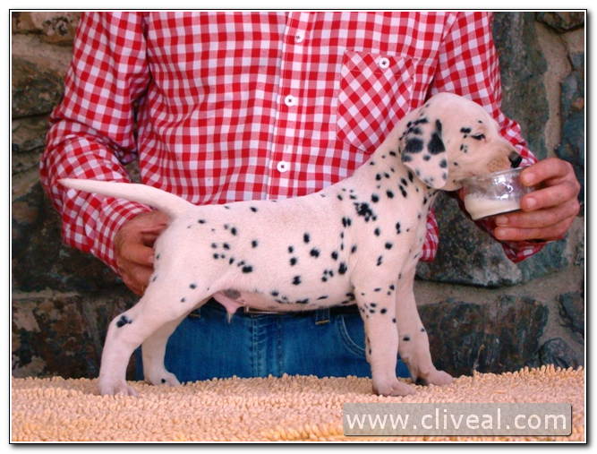 cachorro dalmata involucrum de cliveal