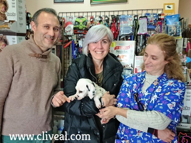 cachorro dalmata leon