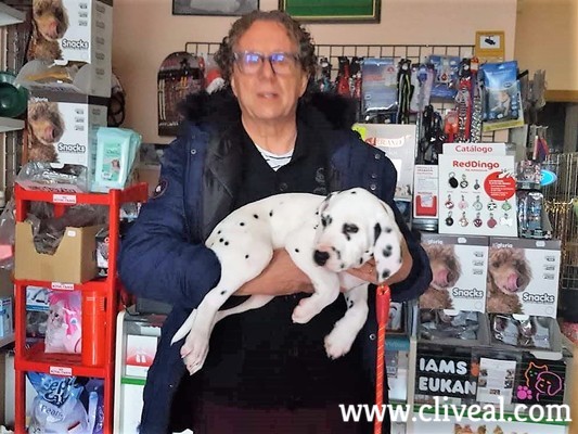 cachorro dalmata lerida