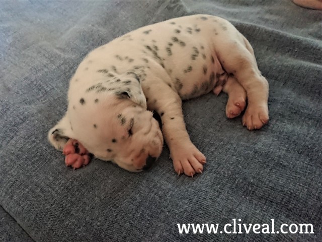 cachorro dalmata madrid