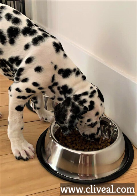 cachorro dalmata madrid