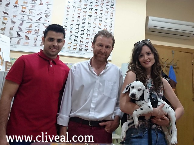 cachorro dalmata malaga