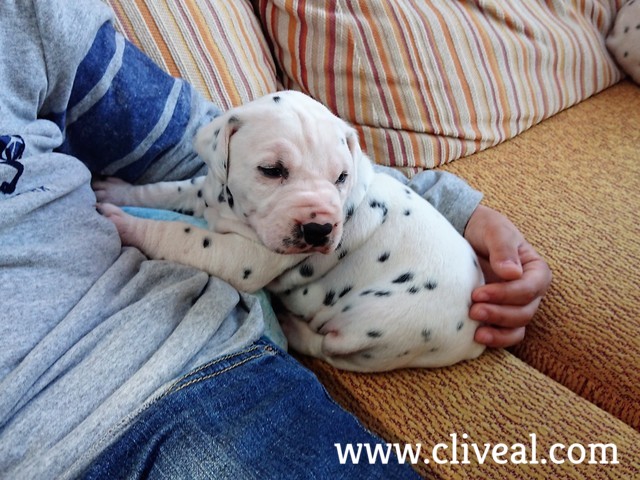 cachorro dalmata mallorca