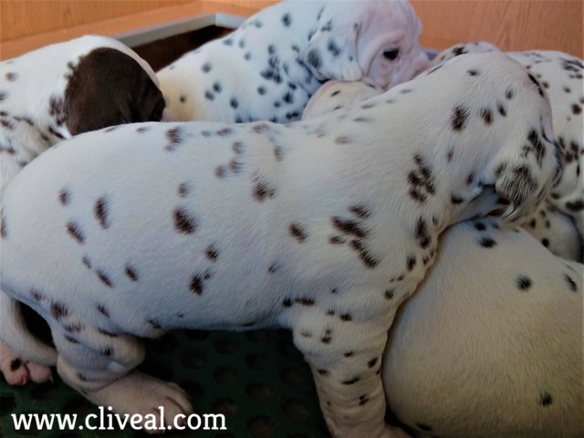 cachorro dalmata marron