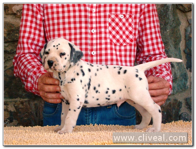 cachorro dalmata modius de cliveal 1