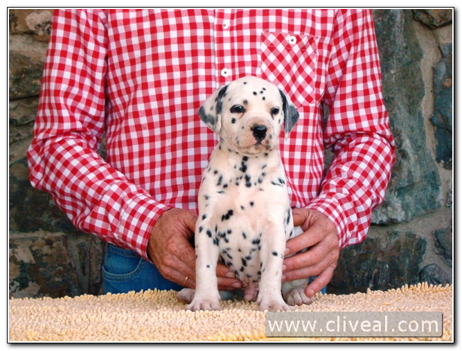 cachorro dalmata modius de cliveal 2