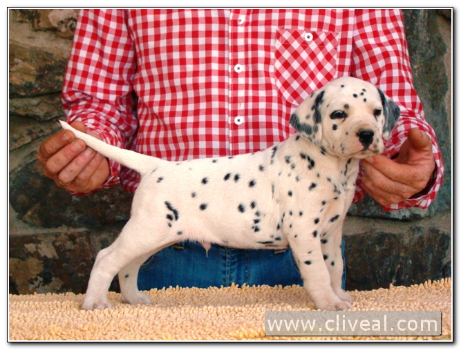 cachorro dalmata modius de cliveal