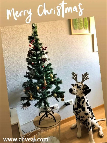 cachorro dalmata navidad