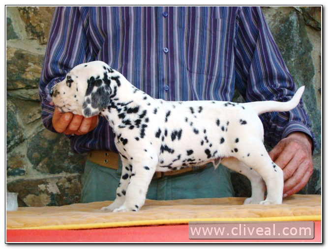 cachorro dalmata oedipus de cliveal