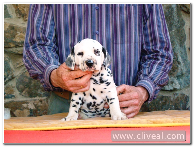 cachorro dalmata oedipus de cliveal