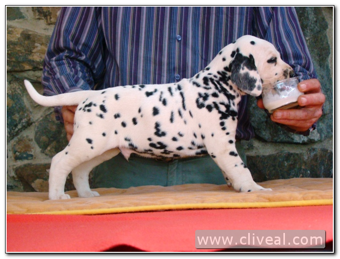 cachorro dalmata oedipus de cliveal