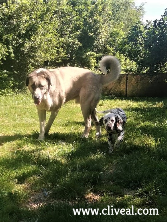 cachorro dalmata pais vasco