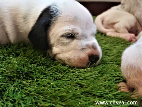 cachorro dalmata parche dormido