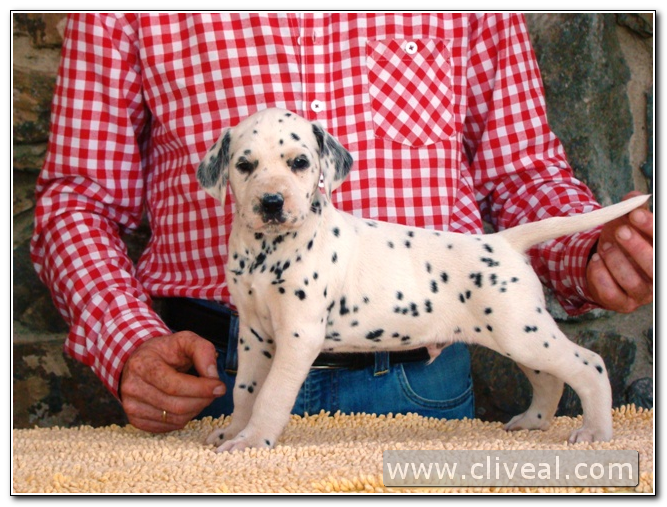 cachorro dalmata persii de cliveal 1