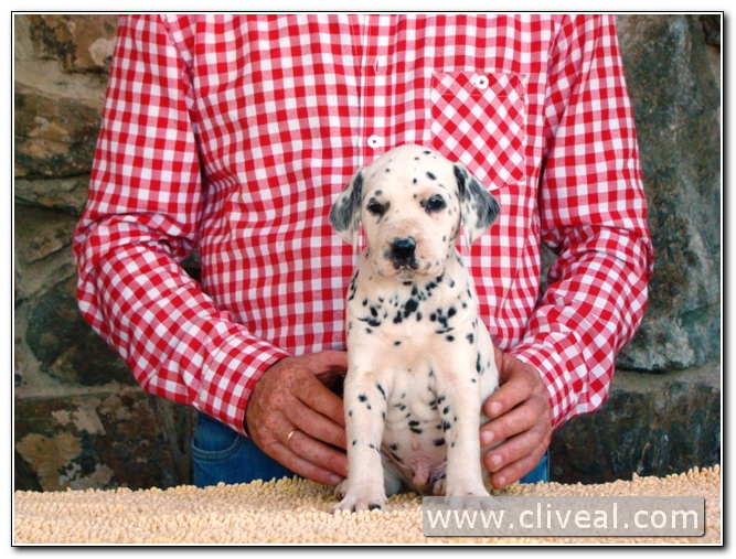 cachorro dalmata persii de cliveal 2
