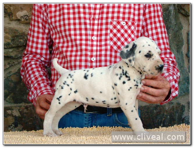 cachorro dalmata presii de cliveal