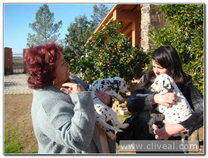cachorro dálmata en Plasencia (Cáceres)