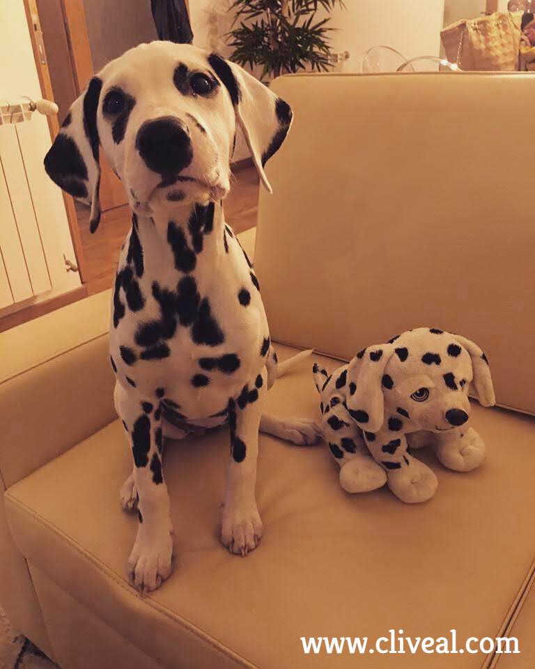 cachorro dalmata porto 1
