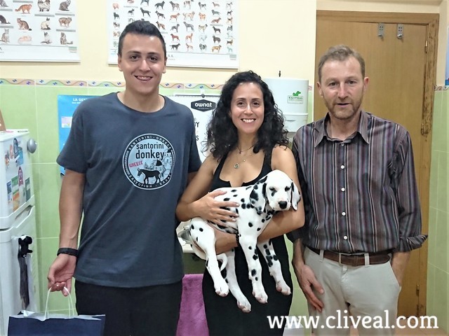 cachorro dalmata porto