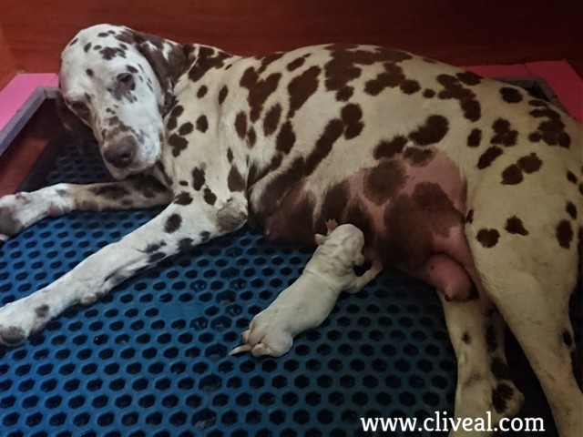 cachorro dalmata recien nacido