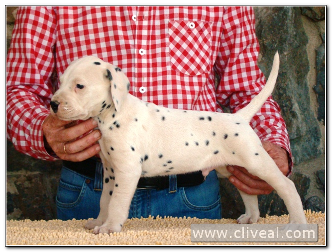 cachorro dalmata remotus de cliveal 1