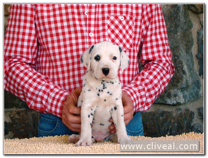 cachorro dalmata remotus de cliveal 2