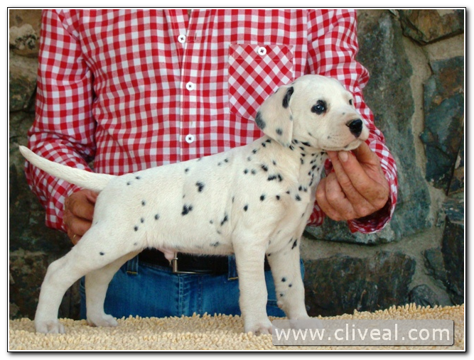 cachorro dalmata remotus de cliveal