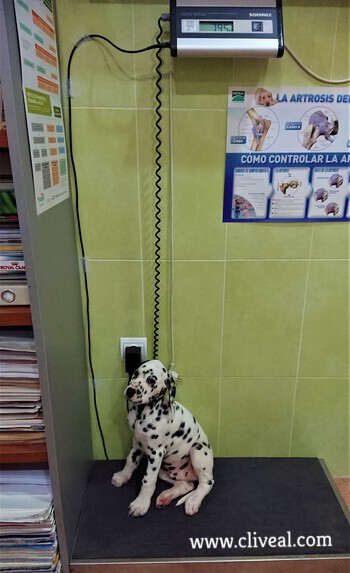 cachorro dalmata sentado