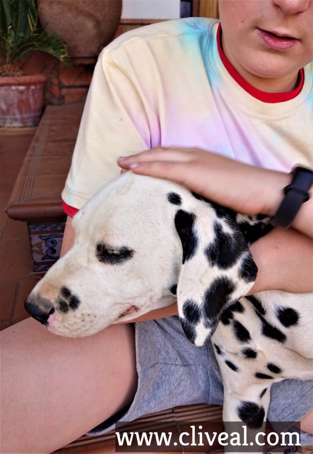 cachorro dalmata sevilla