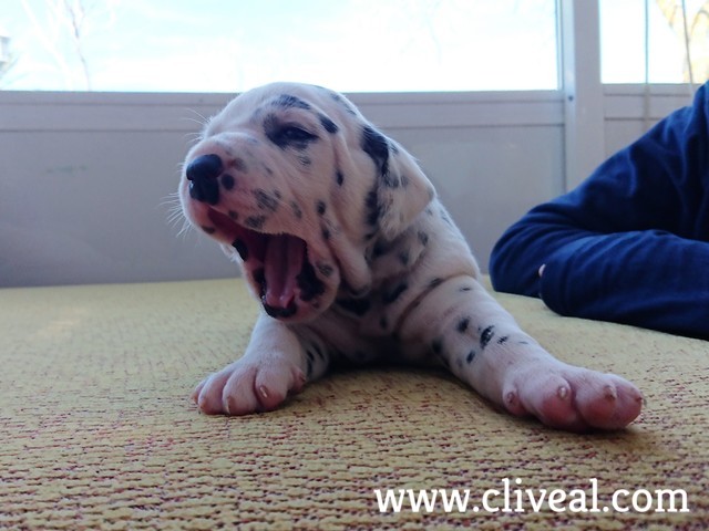 cachorro dalmata sevilla
