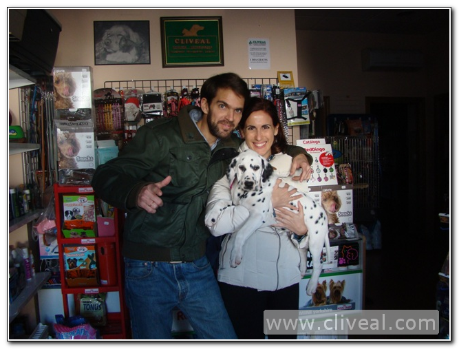 cachorro dálmata sevilla