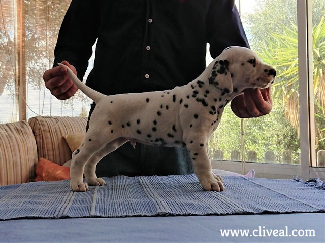 cachorro dalmata sexquipedalis de cliveal