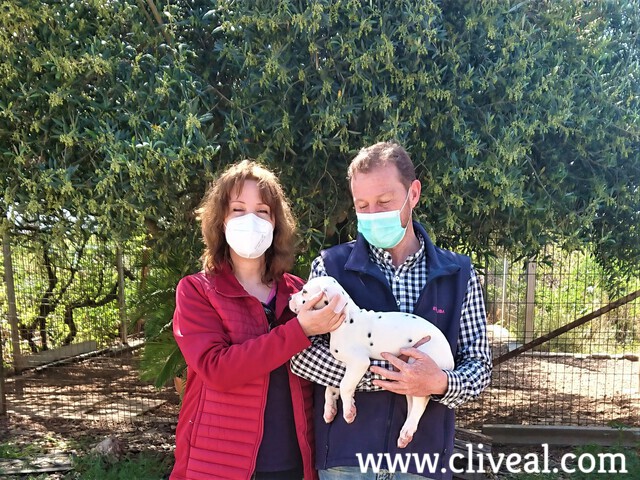 cachorro dalmata sordo