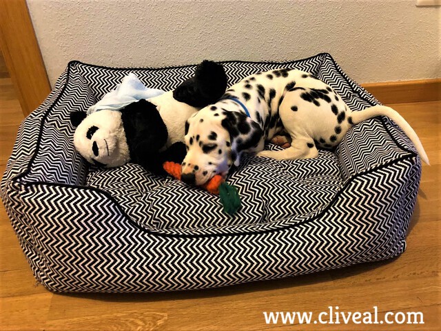 cachorro dalmata soria