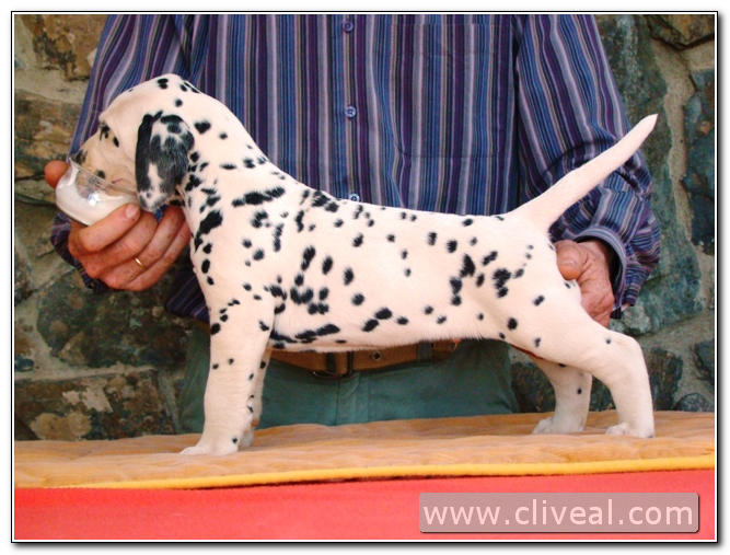 cachorro-dalmata-tempori-principiatus-de-cliveal